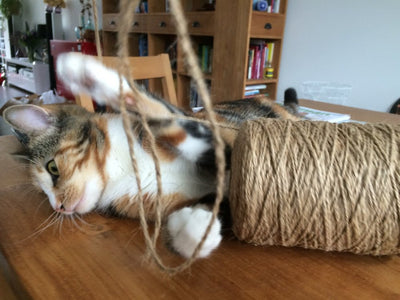 Cats and Rope...